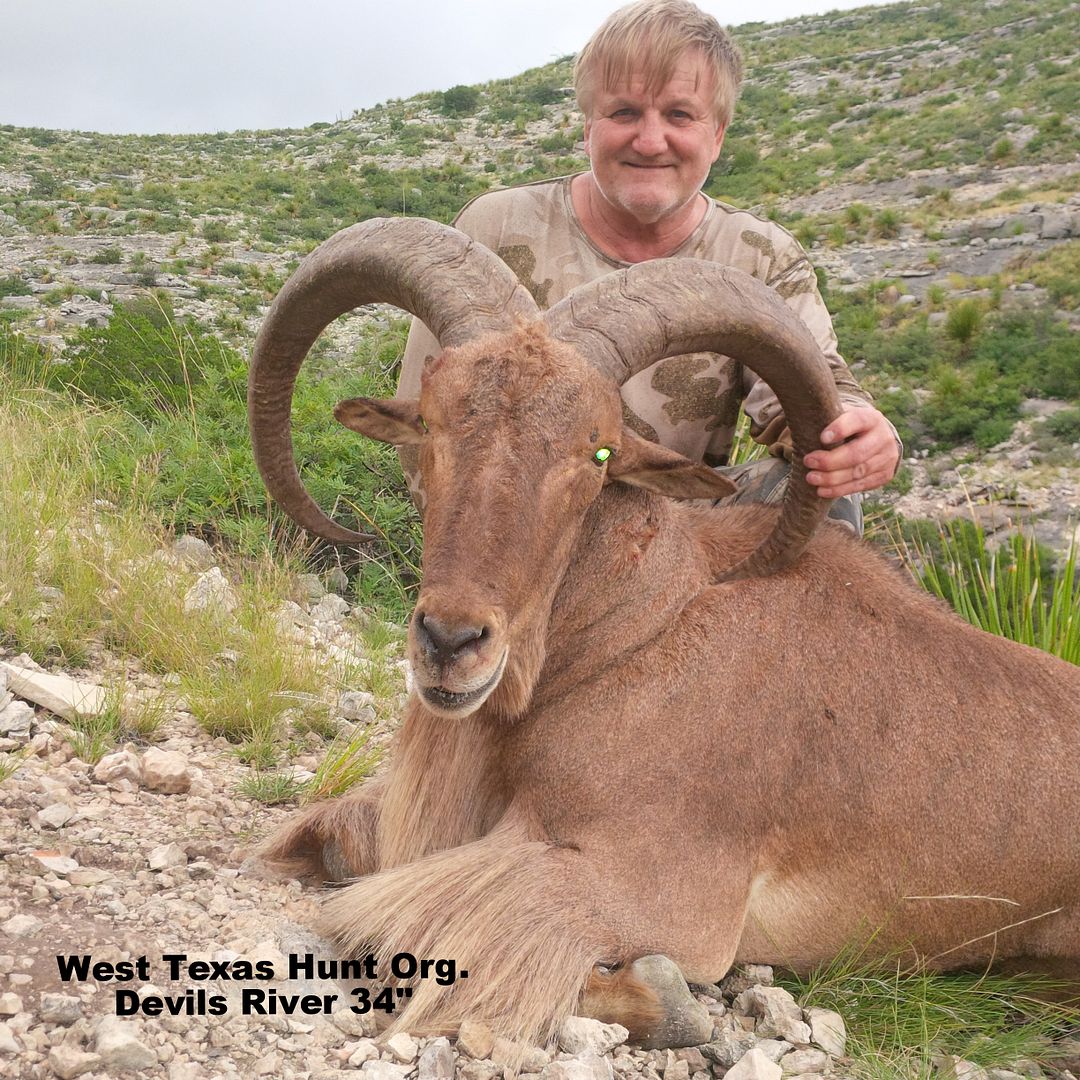 Val Verde County Free Range Aoudad Texas Hunting Forum